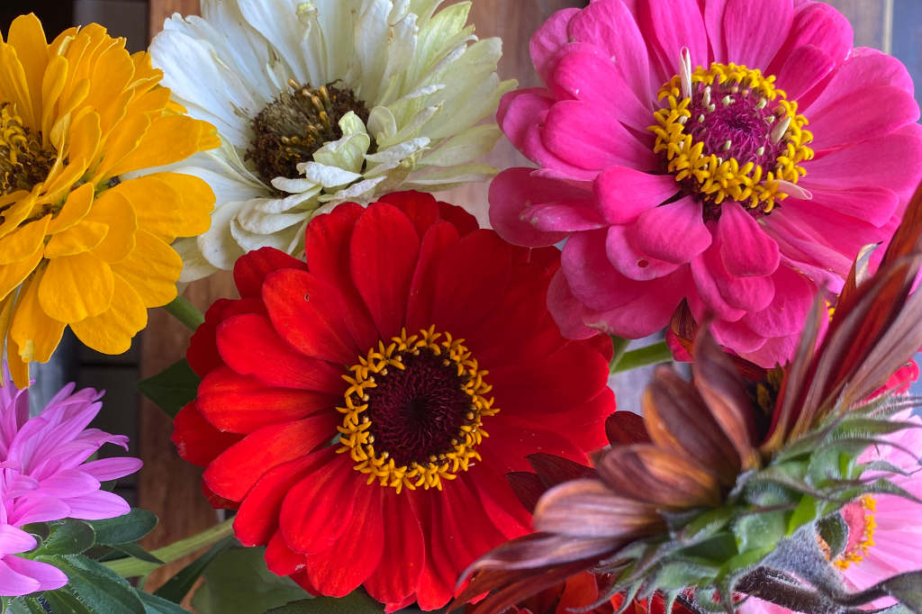 flores-el-nio-a-casoa-turismo-rural-asturias-galicia flores el nio a casoa turismo rural asturias galicia