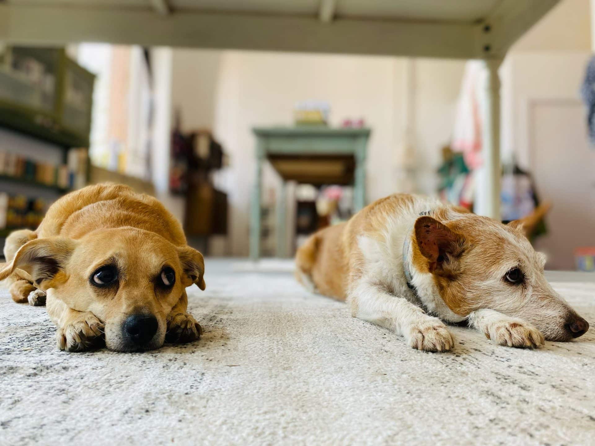 perritas 1